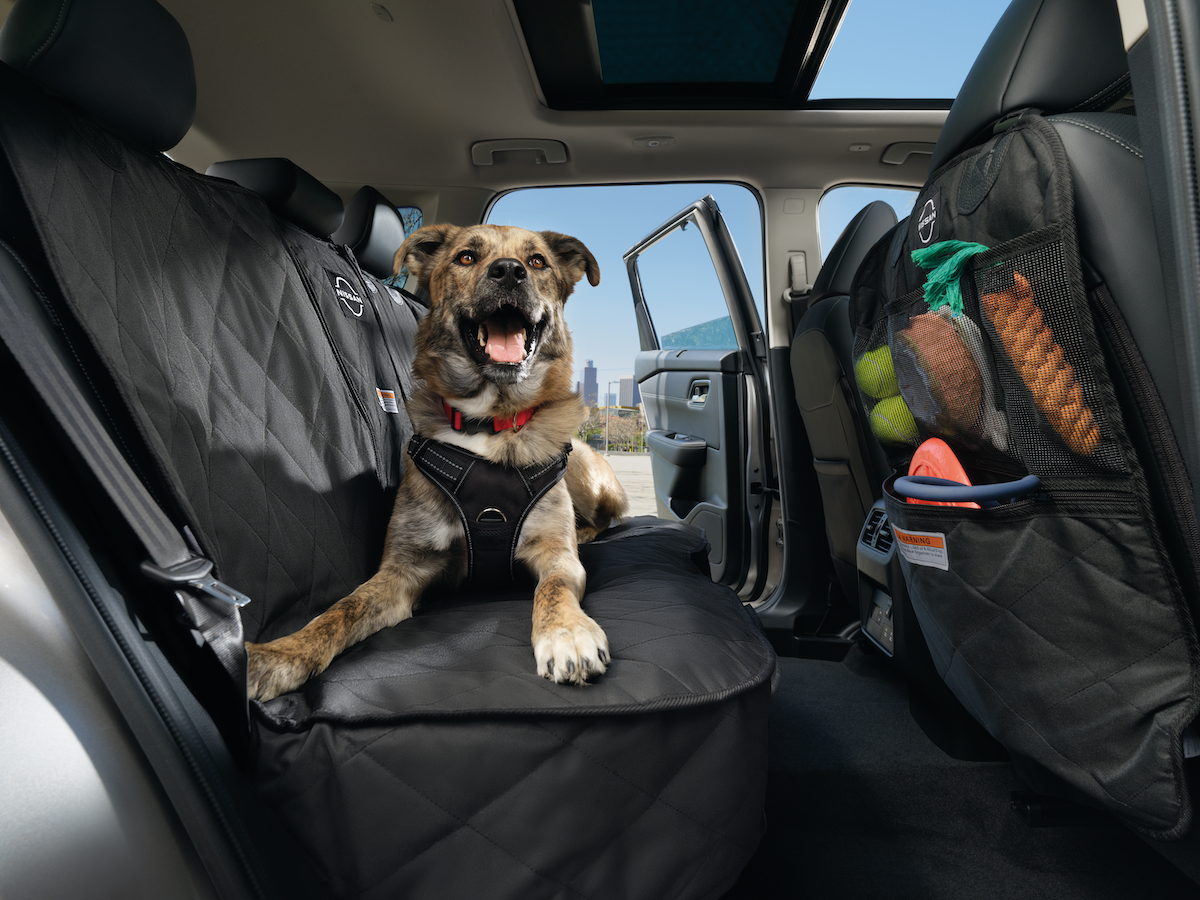How to Clean Your Car After a Dog’s Day Out Ed Hicks Nissan
